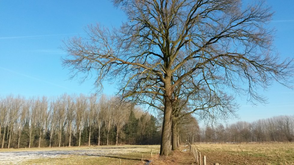 Wandeling Vossenholen Gemonde